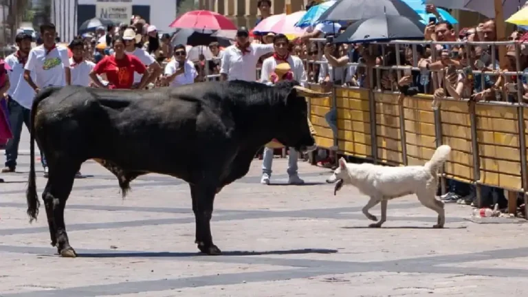 Muere perrito tras ser embestido por un toro en Aguascalientes