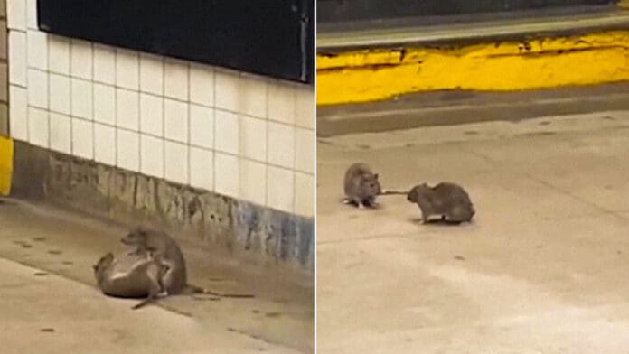 Roedores protagonizan combate en el metro de Nueva York, Estados Unidos