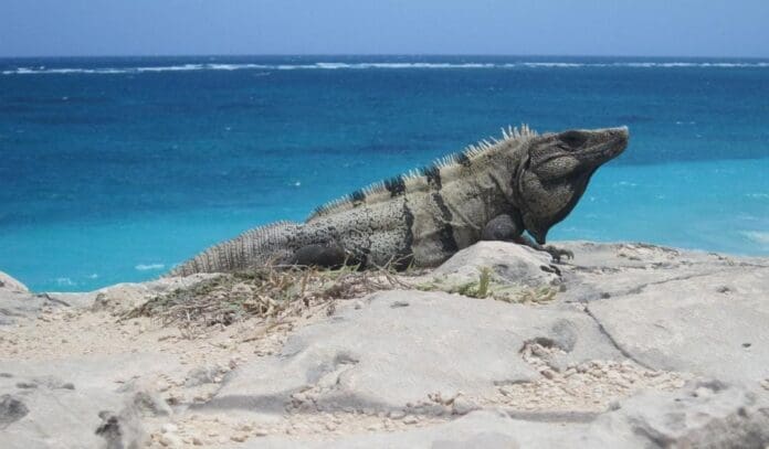 Tras protestas y bloqueos, confirman autoridades de los tres niveles el libre acceso en zona sur a las playas de Tulum.