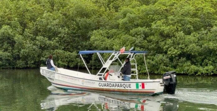 Un cocodrilo ataca a a turista extranjero en la Zona Hotelera de Cancún. El hombre acabó con varias heridas.