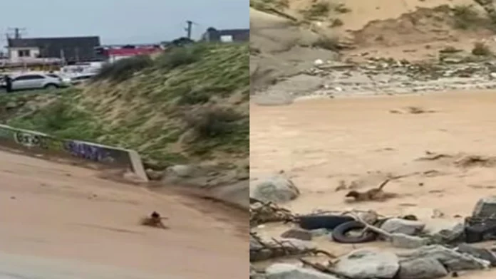 Perrito se salva de ser arrastrado por la corriente en Baja California