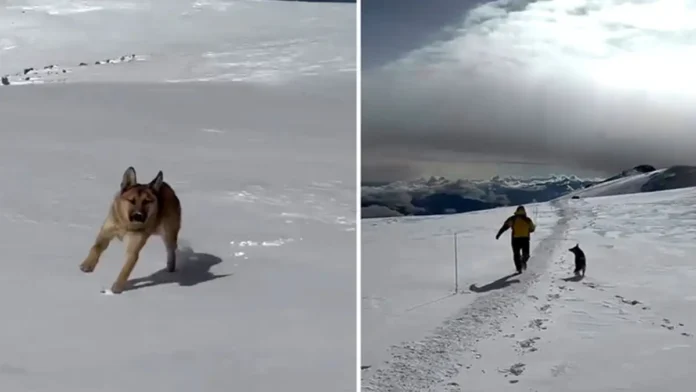 Perrito sorprende al escalar la montaña más alta de Rusia