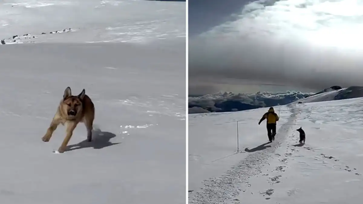 Video: Perrito sorprende al escalar la montaña más alta de Rusia