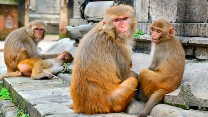 Muere bebé tras ser lanzado a un tanque de agua por monos en India