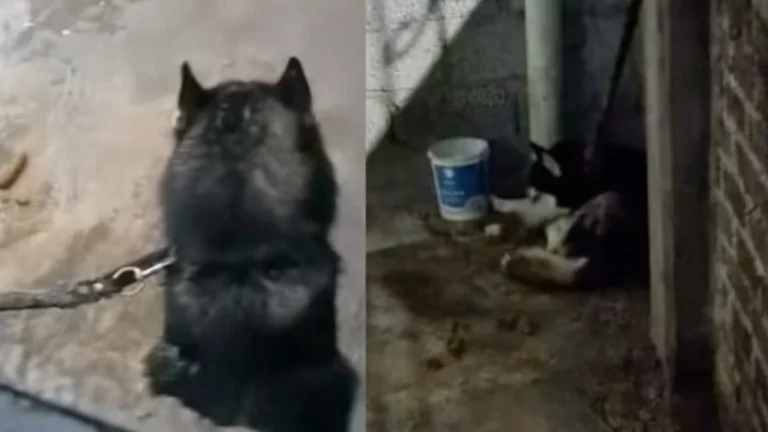 Denuncian que un perrito permanece amarrado bajo la lluvia en Ecatepec, Edomex