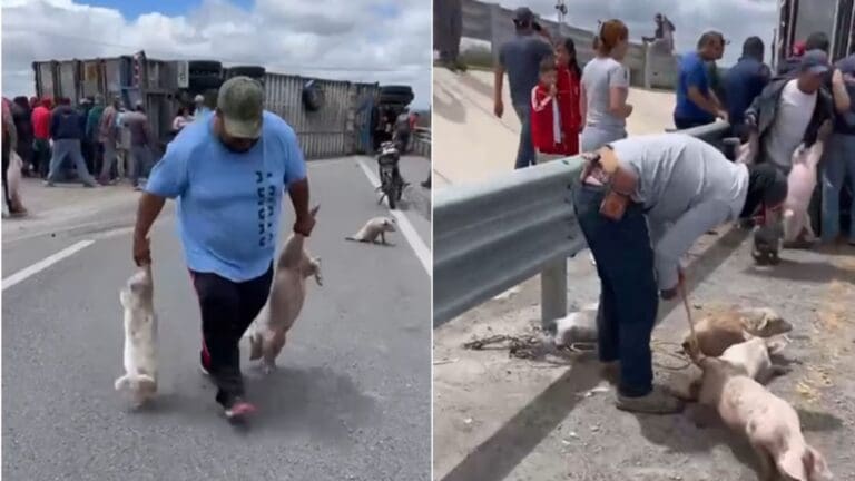 Video: Habitantes de San Luis Potosí inician la rapiña tras volcadura de tráiler que llevaba cerditos
