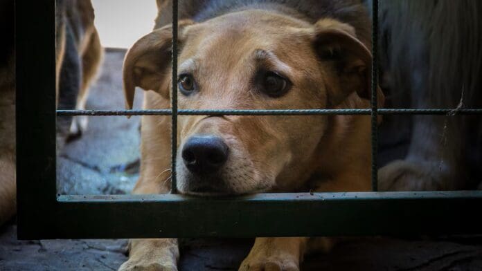 Denuncian sacrificio de al menos 70 perros en Centro de Bienestar Animal de Santa Catarina, Nuevo León
