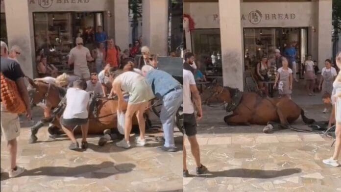 Video: Caballo se desploma frente a turistas que iban en su carroza en España