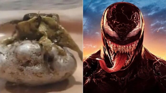 Video: Aparece misteriosa criatura en Panamá; desata comparaciones con Venom