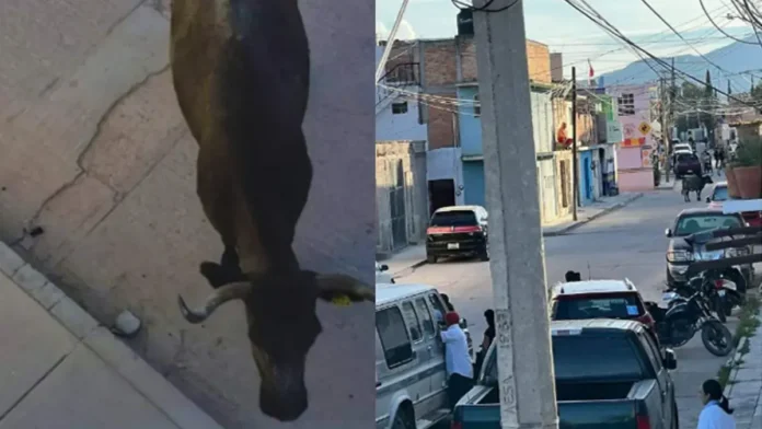 Sacrifican a dos toros que provocaron caos en Guanajuato
