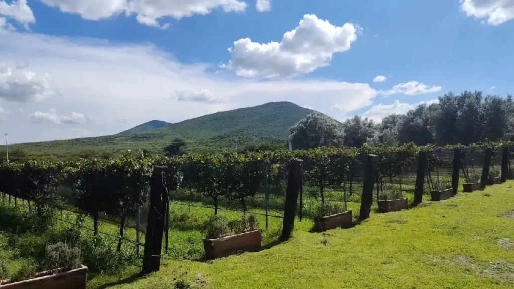 Querétaro cautiva con vino y tradición