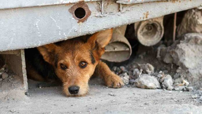 Denuncian que seis perritos fueron envenenados en Edomex