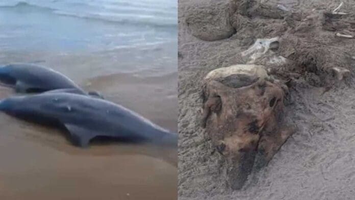 DENUNCIAN QUE 23 DELFINES FUERON SACRIFICADOS PARA CAZAR TIBURONES EN MATAMOROS, TAMAULIPAS