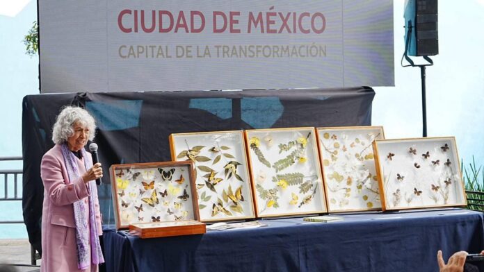 Encuentran nueva especie de luciérnaga en el Bosque de Chapultepec, CDMX