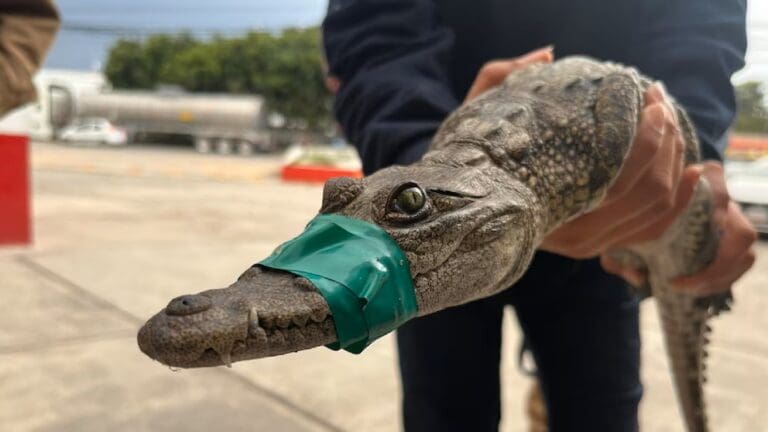 Video: Rescatan un cocodrilo cautivo como mascota en Cuautitlán Izcalli, Edomex