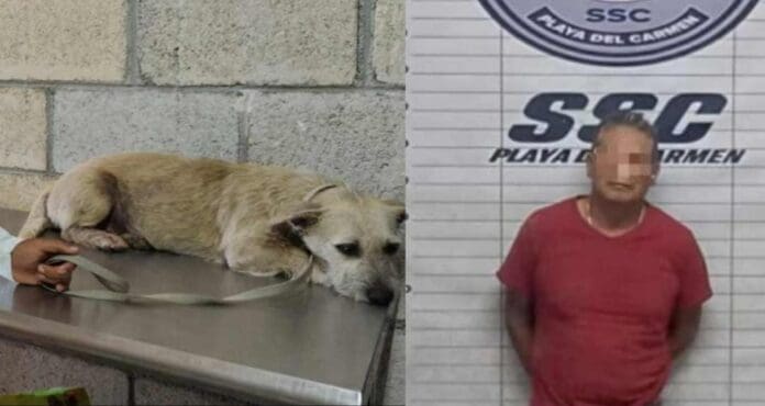 Ciudadanos golpean y amarran a sujeto acusado de abusar de una perrita en Playa del Carmen. Ya fue detenido.