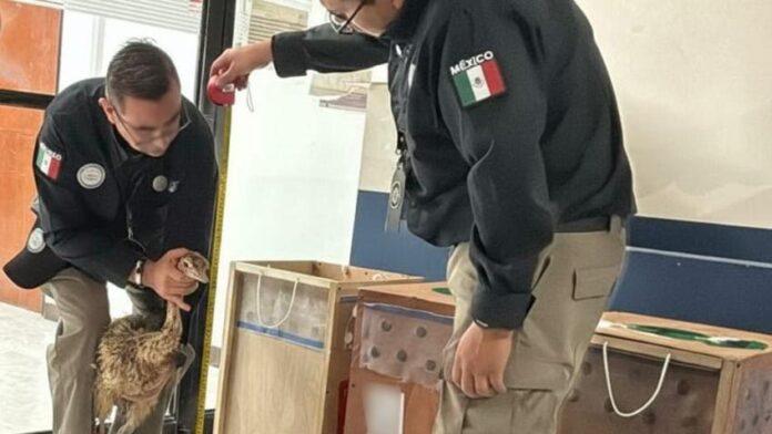 Rescatan tres avestruces en el aeropuerto de Tamaulipas enviadas por paquetería desde Yucatán