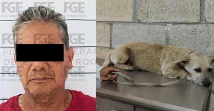 Vinculan a proceso al sujeto que abusó de una perrita en Playa del Carmen. Permanecerá en prisión mientras avanza el caso.