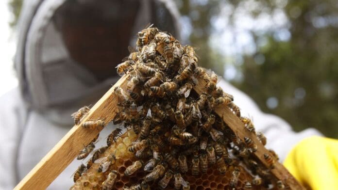 Muere una persona y siete quedan heridas al ser atacadas por abejas africanas en Tamaulipas