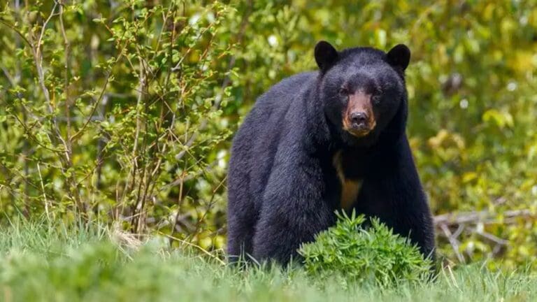 Oso negro mata a un hombre mientras acampaba en una montaña en Arkansas, Estados Unidos