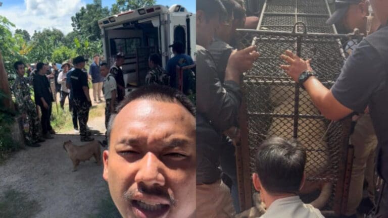 Escapa leona de influencer y ataca a dos personas en Tailandia