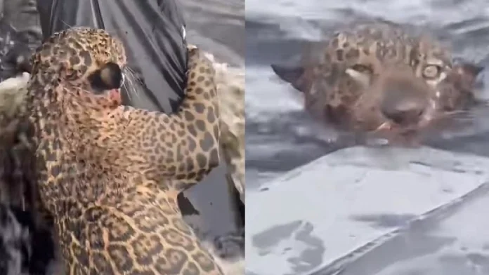 Salvan a un jaguar que recibió 30 balazos en el río Amazonas, Brasil