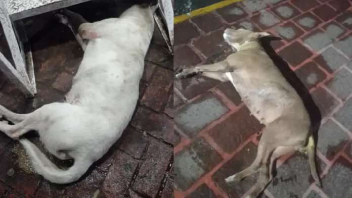 Denuncian que 10 perritos fueron envenenados en Michoacán