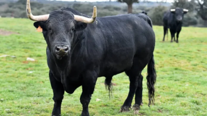 Fallece un adulto mayor tras ser mordido por un toro en Ameca, Jalisco