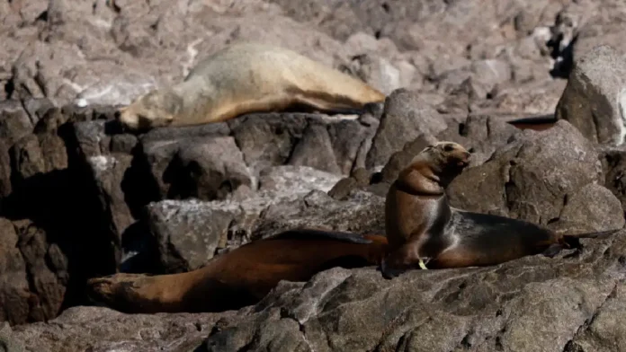 Liberan a 13 lobos marinos atrapados en redes de pesca en Sonora