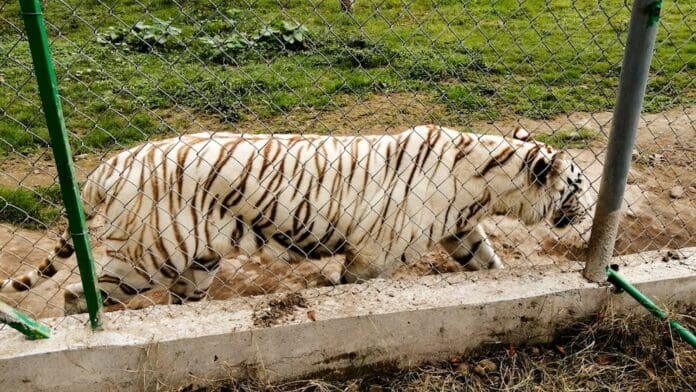 Tigre de bengala escapa de zoológico de Xicotepec tras intensas lluvias en Puebla