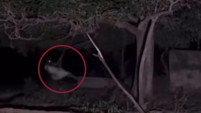 Video: Captan a supuesta bruja columpiándose sobre un árbol en México