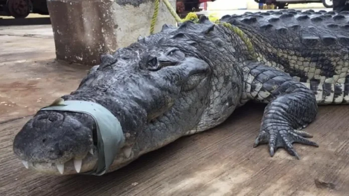 Hospitalizan a hombre tras ser atacado por un cocodrilo en Tamaulipas