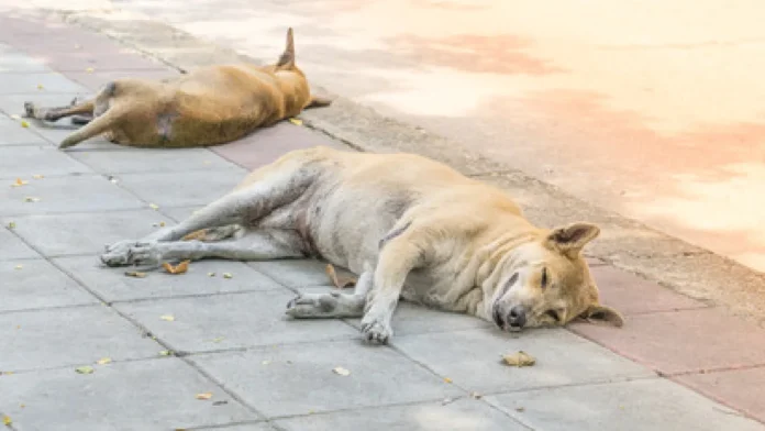 Hombre mata a dos perritos en Edomex; afirma que 