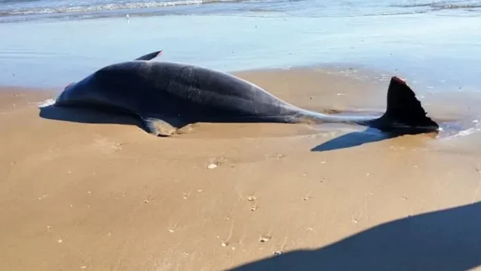 Encuentran restos de delfines en una playa en Matamoros, Tamaulipas