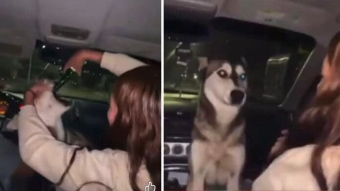 Video: Jóvenes obligan a una perrita a beber cerveza en Chihuahua