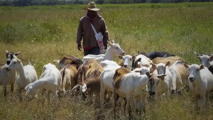 Reportan 20 cabras muertas tras ser arrolladas por un tren en San Pedro, Coahuila