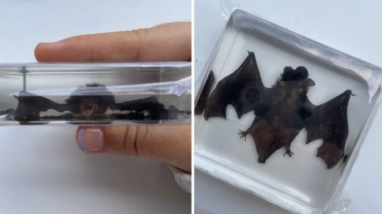 Joven de España compra figura de murciélago por Shein y recibe uno real encapsulado