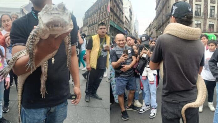 Video: Sujetos son detenidos por exhibir animales exóticos en el Zócalo de la CDMX