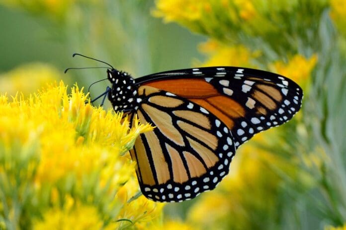 México recibe a las Mariposas Monarca: ¡un espectáculo natural!