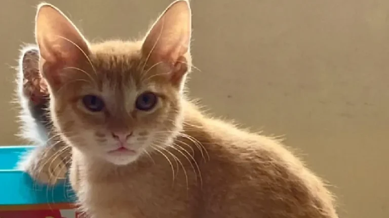 Denuncian que niños mataron a cuchillazos a un gato en Lerdo, Durango