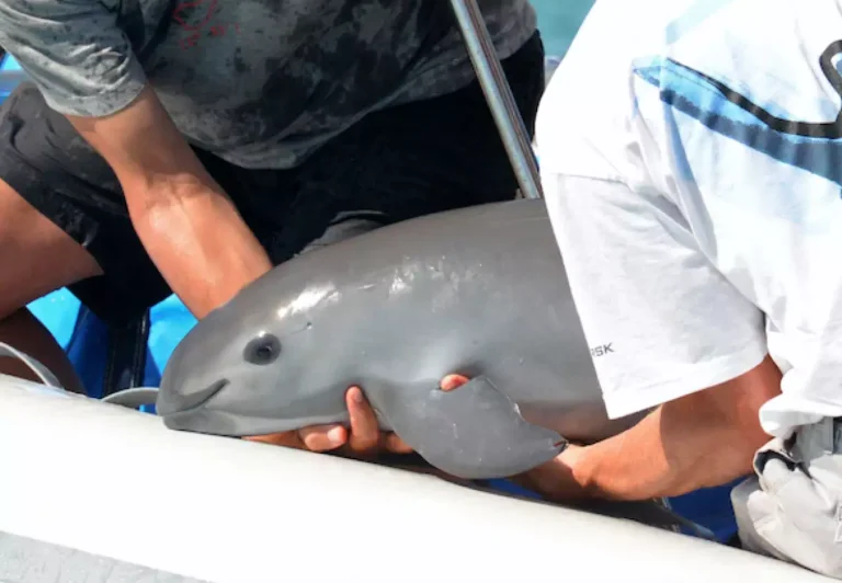 Unión Europea plantea embargo comercial a México por incumplir plan para salvar a la vaquita marina