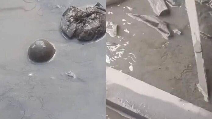 Reportan aparición de gusanos cola de rata tras inundaciones en Poza Rica, Veracruz