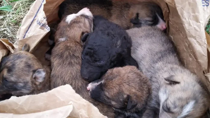 Abandonan los cadáveres de cinco perritos en Morelia, Michoacán