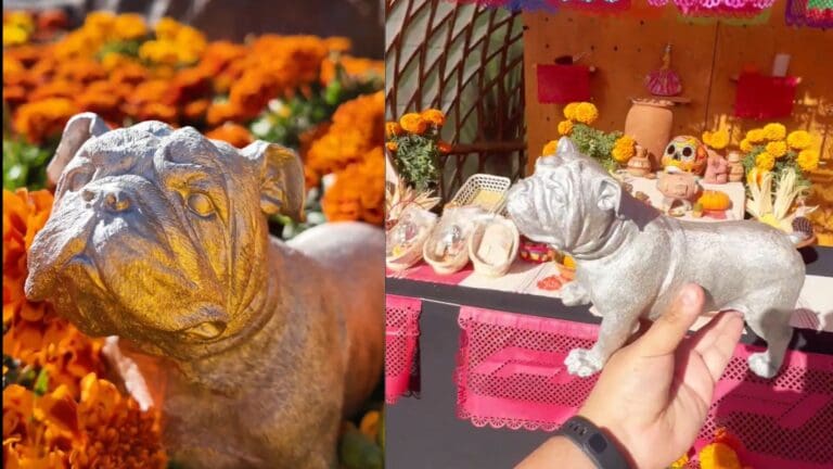 Gran Premio de México rinde homenaje a Roscoe, perrito fallecido de Lewis Hamilton, con un altar de Día de Muertos