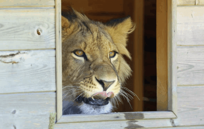 Autoridades salvan a un león desnutrido hallado en una vivienda de Juárez, Nuevo León