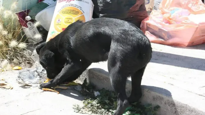 Mujer ataca a machetazos a un perrito en Pachuca, Hidalgo