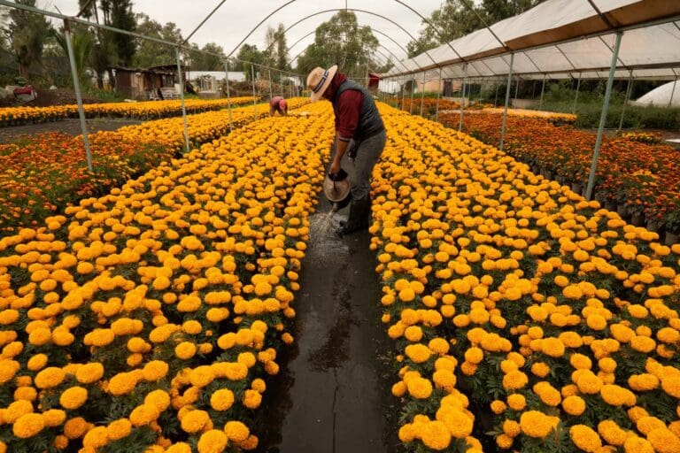Cempasúchil impulsa la economía de la Cdmx con siembra de 6.3 millones de plantas durante Día de Muertos