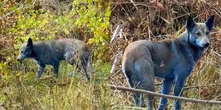 Video: Reportan hallazgo de perros con pelaje azul cerca de la planta nuclear en Chernobyl