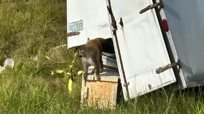 Camión con 21 monos supuestamente infectados con Covid-19 se vuelca en Estados Unidos; uno está suelto