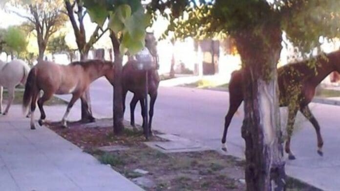 Motociclista pierde la vida tras impactarse contra un grupo de caballos en Hermosillo, Sonora
